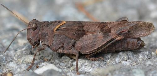 Réf. 243 619 : Oedipoda caerulescens caerulescens